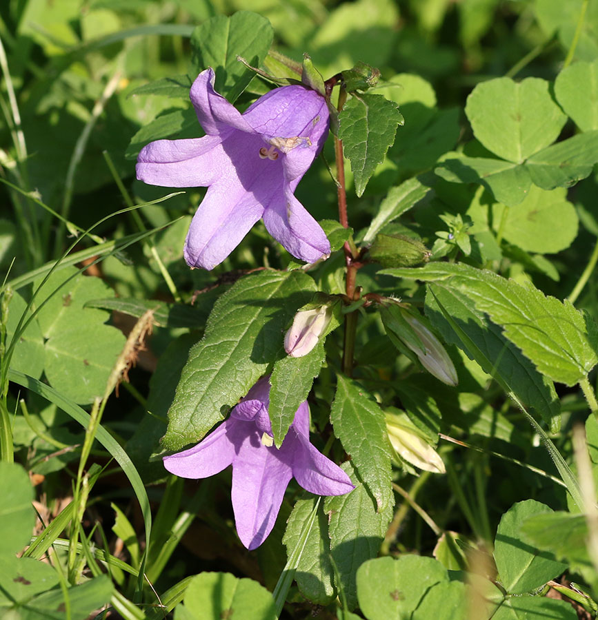 Campanula rapunculus e Campanula trachelium